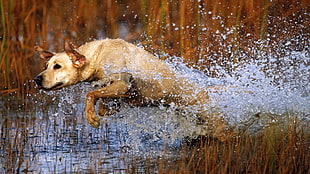 adult yellow Labrador Retriever running on lake